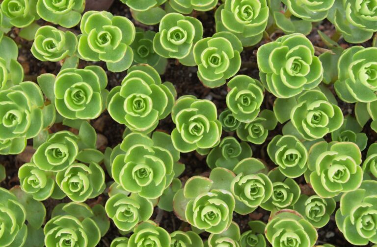Plantes succulentes et grasses